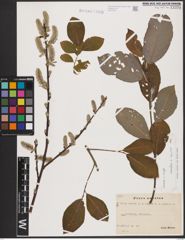 Foto von Salix aurita L. x Salix caprea L.